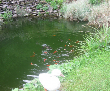 O najkrajší dvor a balkón 2009