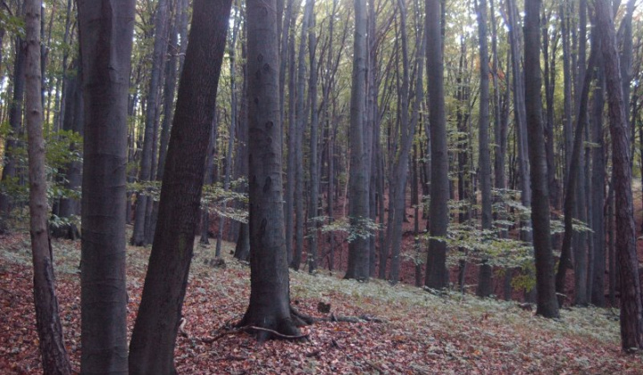 Fotka - Pozvánka - Lesná spoločnosť, pozemkové spoločenstvo Čučma
